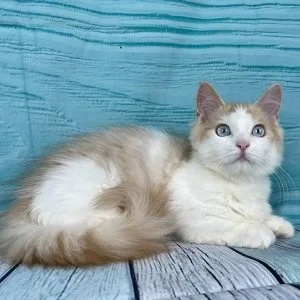 Munchkin shorthair kitties for sale