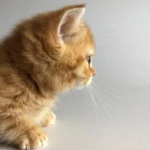 Munchkin shorthair kitties for sale