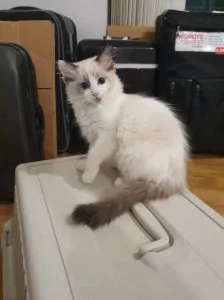 Ragdoll kittens