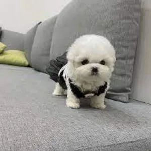 Bichon frise puppies available
