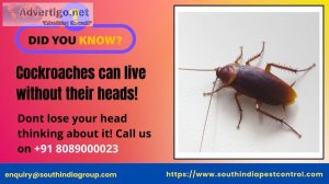 Cockroach control services in goa