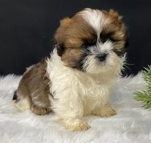 Super adorable Shih Tzu puppies