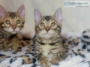 Bengal kittens