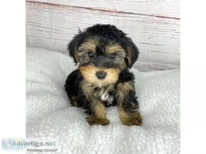 yorkipoo for sale