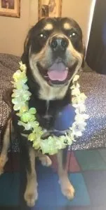 free dog to good home
