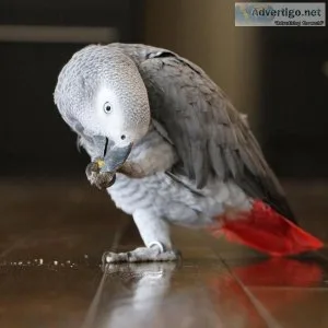 Cute and adorable loving African grey parrot for sale