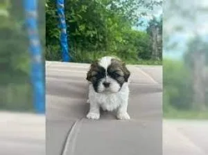 Cutest Shih-Poo Puppies Shih-Tzu x Toy Poodle