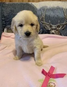 Gorgeous Golden retriever puppies