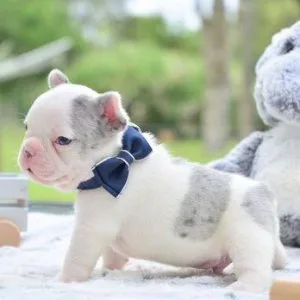  Purely French Bulldog puppys