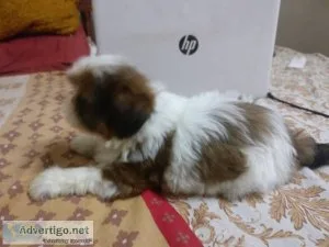 lovely shih tzu puppies for adoption