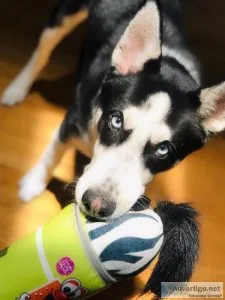 Lovable Husky Shepard mix puppy