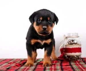 energetic Rottweiler Puppies