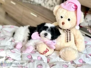 lovely and home raise SHIH TZU puppies for adoption