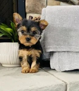 Yorkie puppies Males and Females