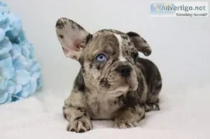 Mia Female AKC French Bulldog