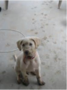 Find the best Pet Stain Odor Removal in Gilbert at very Reasonab