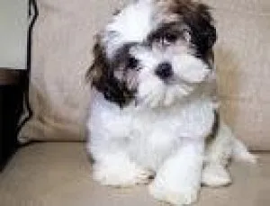 HEALTHY AND CUTE SHIH TZU PUPPIES AVAILABLE