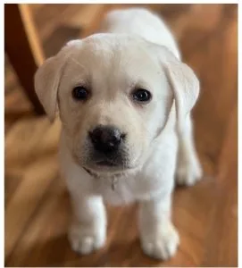  Yellow Labrador retriever puppys