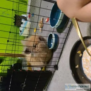 Male double mane lionhead for sale