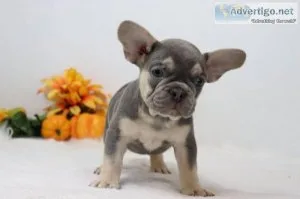 Stanley Male AKC French Bulldog