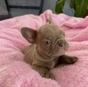 French Bulldog (Blue Eyes)