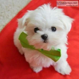 MALTESE PUPIES ARE HERE 500.00