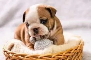 English Bulldog Puppies Purebred CKC registered