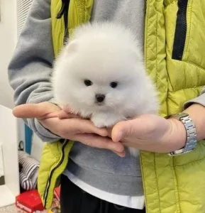 Adorable Pomeranian puppies