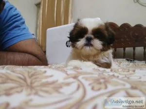 Shih Tzu puppies for sale in good home