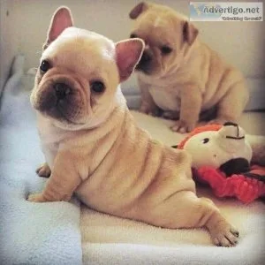 Akc Registered FRENCH BULLDOG Puppies
