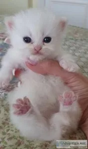 Persian kittens