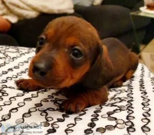 Dachshund puppies