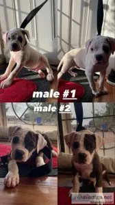American Bulldog Puppies