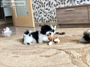 Shih Tzu Puppies