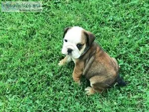 English bulldog puppies