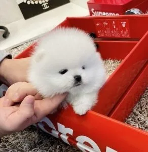 Pomeranian puppies