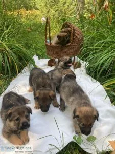 Shepskys... Shepherd Husky