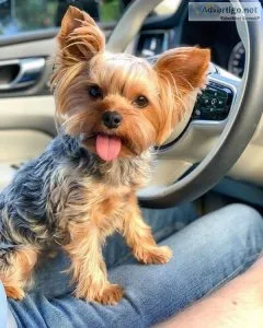 Adorable Teacup AKC YorkiePuppy