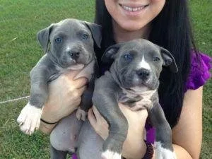 Cute and Adorable Pitbull puppies for adoption