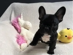 French Bulldog puppies