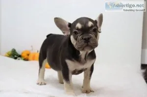 Nicole Female AKC French Bulldog