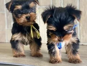  tcup Yorkie puppy