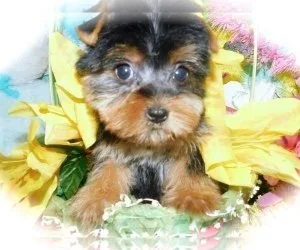 Chicago Yorkshire Terrier. NonsheddingAllergy Free.