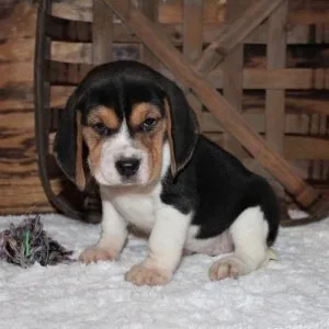 Charming Beagle puppies are now ready
