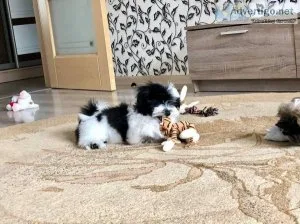 TOP quality Shih Tzu Puppies