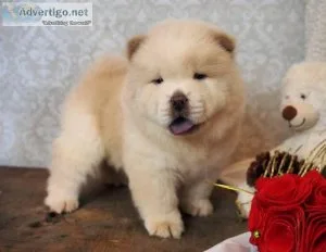 chow chow puppies