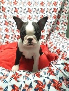 Super adorable Boston terrier Puppies