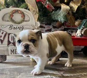 Male and Female English bulldog puppies