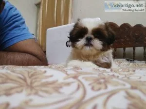 Shih Tzu Puppies for Sale