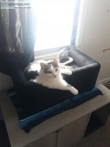 free longhair cat